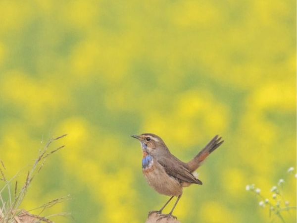 Rajaji National Park