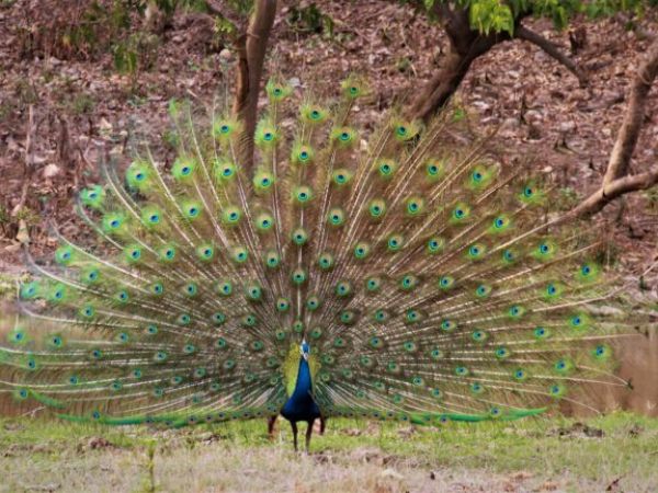 Rajaji National Park