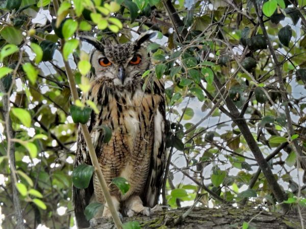 Rajaji National Park