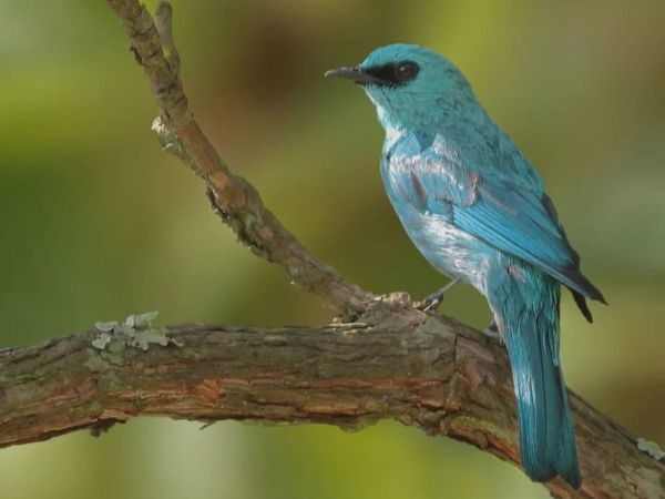 Rajaji National Park
