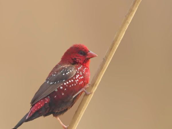 Rajaji National Park