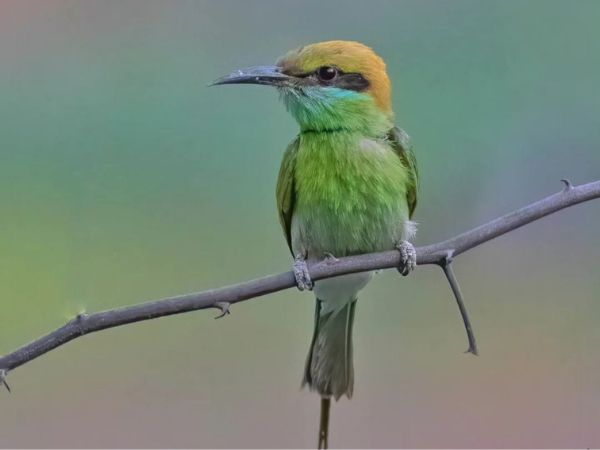 Rajaji National Park