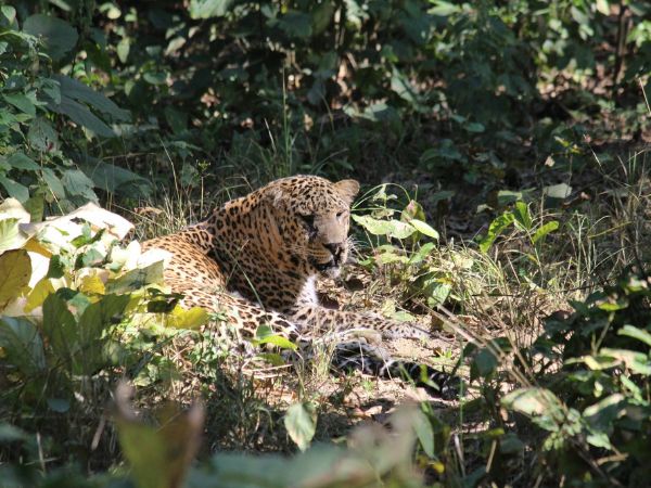Rajaji National Park