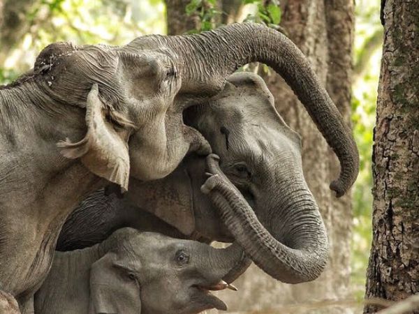 Rajaji National Park