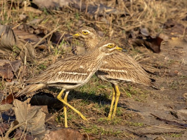 Rajaji National Park