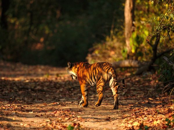 Rajaji National Park