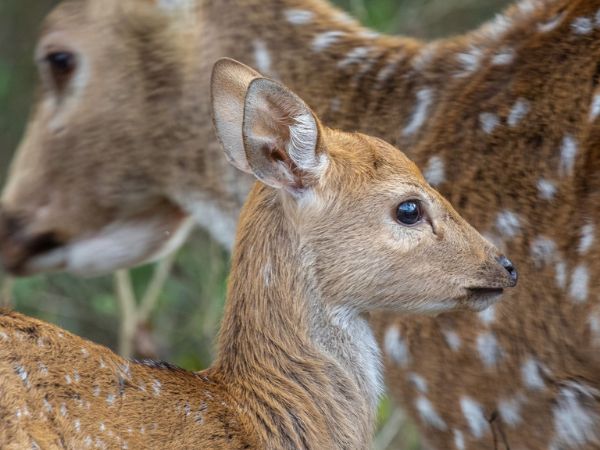 Rajaji National Park