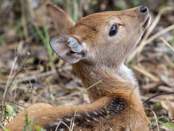 Rajaji National Park