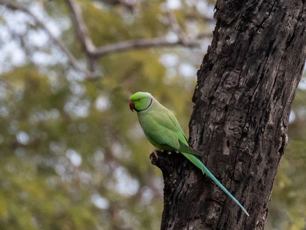 Rajaji National Park
