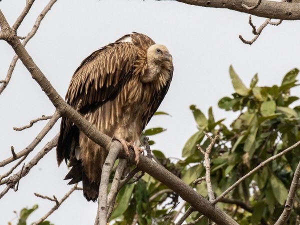 Rajaji National Park