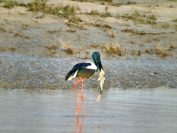 Rajaji National Park