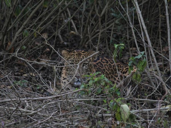 Rajaji National Park
