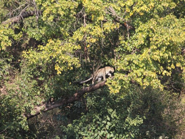 Rajaji National Park