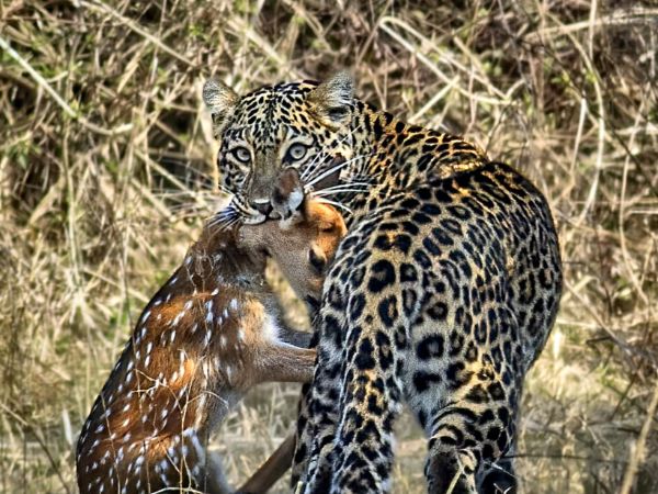 Tiger Reserve
